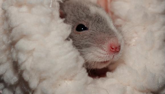 El Hantavirus proviene esencialmente de los roedores. (Foto: Pixabay)