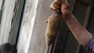 Vietnam: Ratas contagiadas de coronavirus son halladas en restaurantes