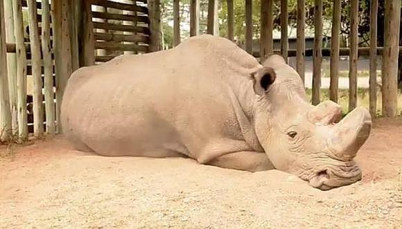 ​Muere último macho de rinoceronte blanco del norte, animal gentil y manso
