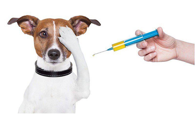 Las vacunas con las que debe contar tu perro