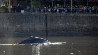 Orientan hacia aguas abiertas a una ballena varada en un dique