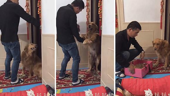 Perrita que suplica a su dueño que no se lleve a sus cachorros enternece las redes (VIDEO)