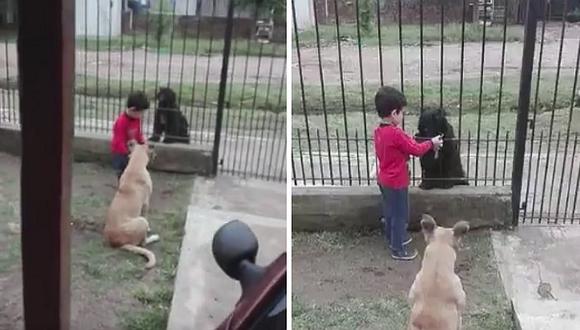 Niño de 6 años tiene hermoso gesto con un perro callejero (VIDEO)