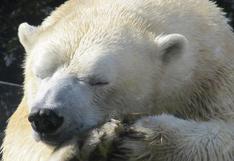 ¡Solo en Rusia! Aparece un oso polar a más de mil kilómetros de su hábitat natural