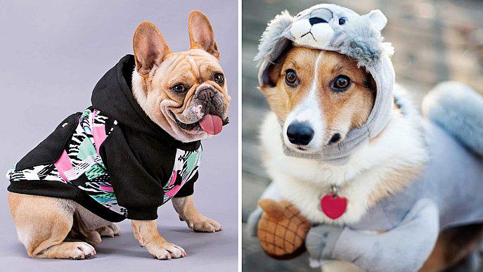 Vestir con ropa y zapatillas a perritos es considerado maltrato animal