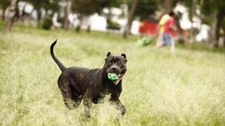 Piura: aprueban licencia para tenencia y circulación de mascotas en la ciudad