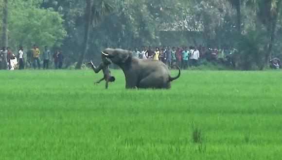 Elefantes enfurecidos matan a cinco personas en una aldea de India [VIDEO] 