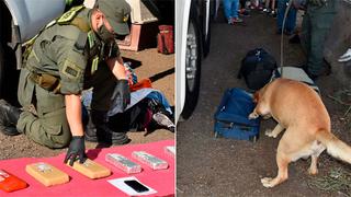 Perro antidrogas detecta 84 kilos de marihuana en bolsos de mano, mochila, maletas y bolsas de nylon 