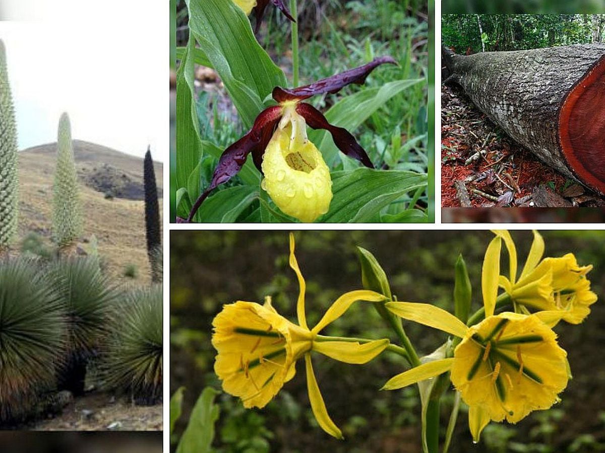 Conoce Las 10 Plantas En Extincion Del Peru Fotos Escolar Ojo