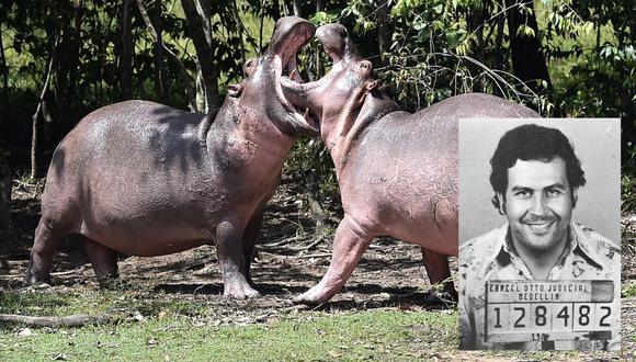 Hipopótamos de Pablo Escobar no tienen culpa de nada, pero quieren matarlos.