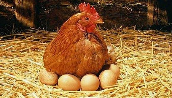 Huevos de gallinas ayudarán a reducir el uso de fármacos en la cura del cáncer