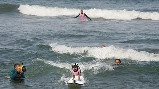 Perros surfistas invaden como cada año una playa de EE.UU. [FOTOS]