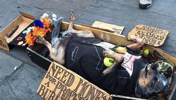 Perro se 'muere' en la calle y recibe limosnas a raudales [VIDEO]