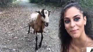 El feroz ataque de una cabra contra una mujer que intetó tomarse una ‘selfie’ | VIDEO