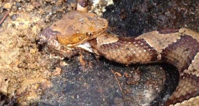 Insólito: Serpiente decapitada se muerde la cola [VIDEO] 