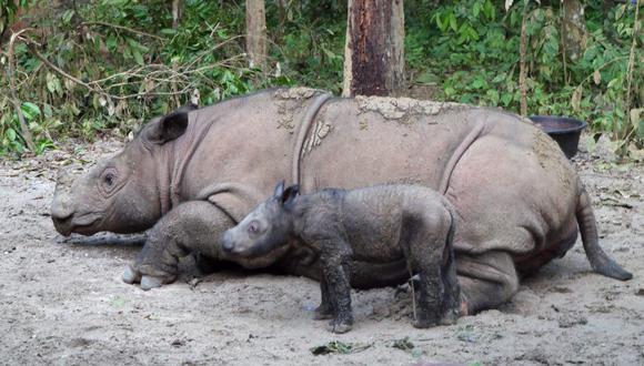 Nacimiento de  rinoceronte de Sumatra trae alegría y el mundo espera evitar su extinción.