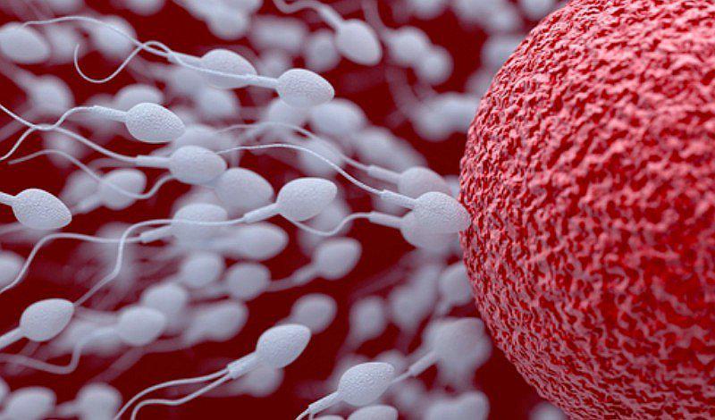 Conoce las diferencias entre los días fértiles e infértiles