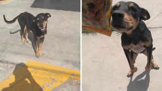 La reacción de un perro callejero al recibir una bolsa de croquetas | FOTOS