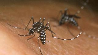 Dengue amenaza al país: mosquito transmisor de enfermedad se encuentra en 21 departamentos