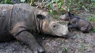 Celebran el nacimiento de una cría de rinoceronte de Sumatra 