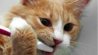 Gatos: 3 maneras para limpiar los dientes de un felino