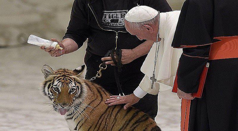Papa Francisco y su tierno momento al acariciar cachorros de tigre y de pantera