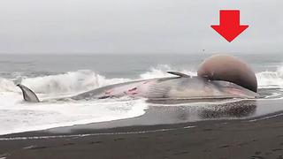 Aparece en playas chilenas una ballena con enorme protuberancia