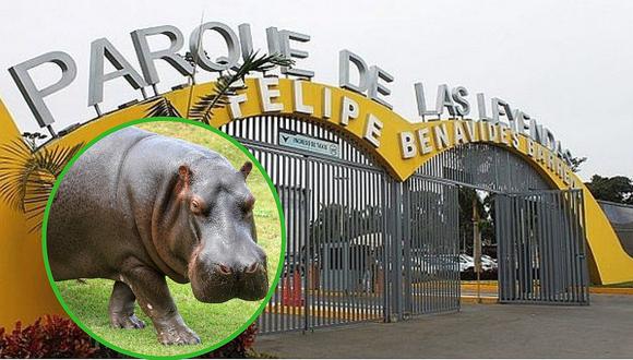 Celebran primer decenio de vida de hipopótamo en el Parque de las Leyendas 