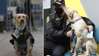 Así fue el emotivo reencuentro de ‘Lucky', alias Firuco, con su dueño de la PNP | FOTOS 