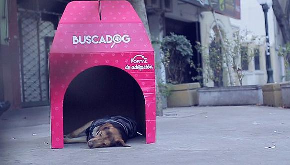 Gran población de perros callejeros chilenos halla un amigo en Internet 