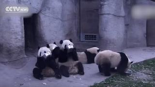 YouTube: Ositos panda hambrientos son la sensación en las redes [VIDEO]