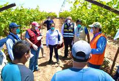 Coronavirus en Perú: Hallan 400 trabajadores sin protección para evitar el COVID-19 en un fundo agrícola en Ica