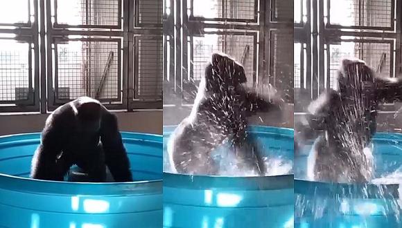 ​Gorila baila mientras se baña en su pequeña piscina y se hace viral (VIDEO)