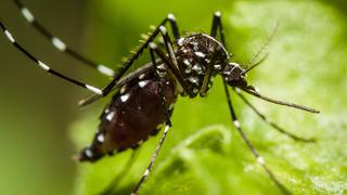 Los insectos invasores cuestan 77.000 millones de dólares anuales 