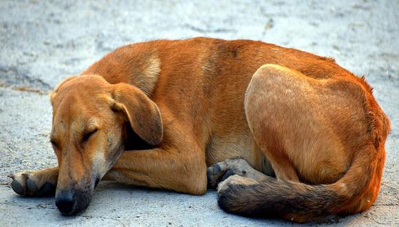 El maltrato animal se encuentra prohibido según la Ley de Protección y Bienestar Animal (Ley N° 30407) y es castigado con sanciones administrativas y hasta con pena privativa de la libertad (Foto: Pixabay)