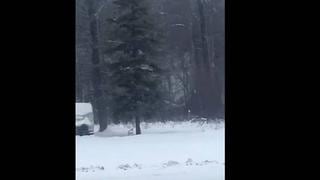 Graban escalofriante sonido en medio del bosque (VIDEO)