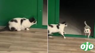 Gato le juega una broma pesada a perrito y se vuelve viral