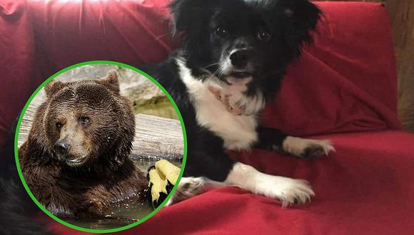 Perrito salvó a su dueña de ser atacada por un oso (FOTOS)