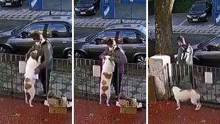 Un perro juguetón es ‘asaltado’ por un hombre que se acercó a acariciarlo