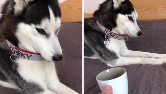 El perro siberiano causó revuelo en las redes sociales con su reacción. (Foto: ViralHog | YouTube)