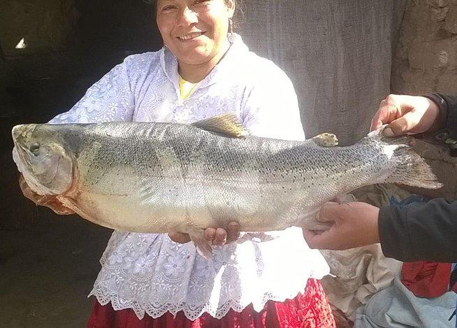 ​Cusco: Conoce a las truchas gigantes de Langui [FOTOS]