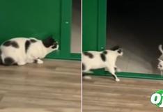 Gato le juega una broma pesada a perrito y se vuelve viral