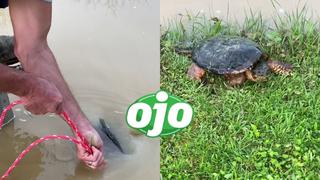 Polémica por hombre que rescató a una tortuga de un estanque inundado