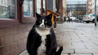 ¿Por qué un gato gordo se ha convertido en la principal atracción turística de una ciudad? | VIDEO 