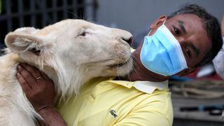 Gobierno devuelve un león confiscado a su dueño que lo tiene de “mascota” en su casa  | FOTOS