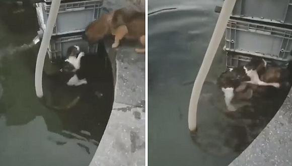 Perrito pone en riesgo su vida para salvar a un gato (VIDEO)