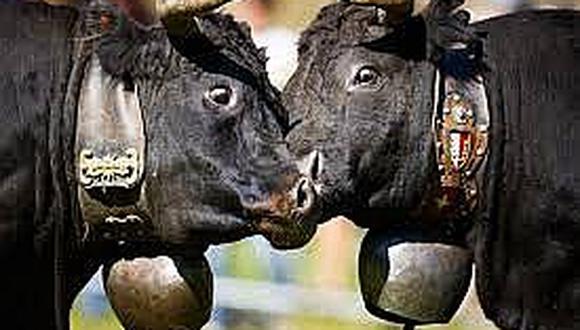 ​Pueblo deja de considerar legalmente "ruido" a cencerros del ganado