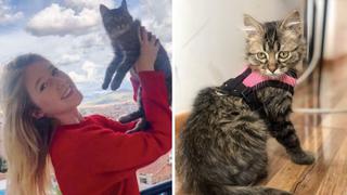 ¡Vida para Lee!: Gato peruano se salva de la eutanasia tras una ardua audiencia en Bélgica 