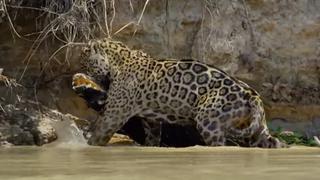 La brutal pelea entre un jaguar y un caimán con un final de película 