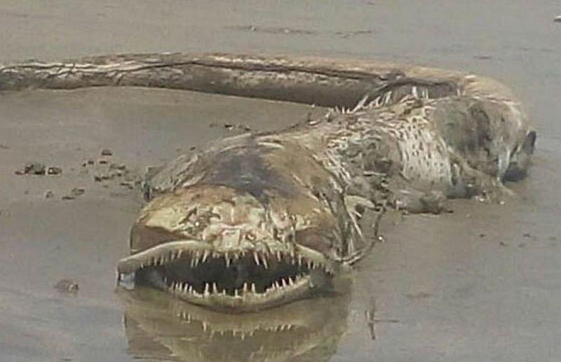 ​Mujer disfrutaba de la playa y capta extraña criatura marina (FOTOS)